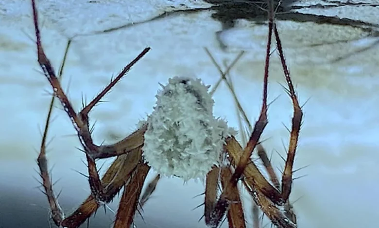 کشف یک قارچ زامبی جدید: قاتل پنهان عنکبوت‌های غارنشین – ITIRAN