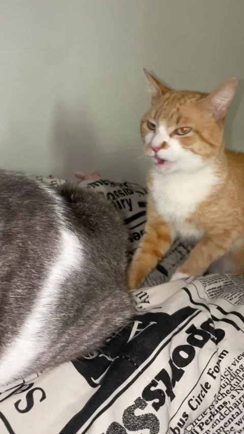 چرا گربه‌ها بعد از بو کردن، قیافه عجیب می‌گیرند – ITIRAN