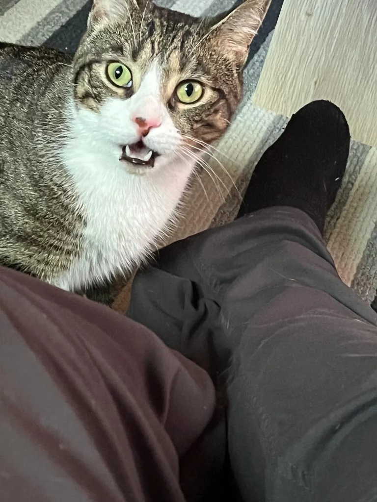 چرا گربه‌ها بعد از بو کردن، قیافه عجیب می‌گیرند – ITIRAN