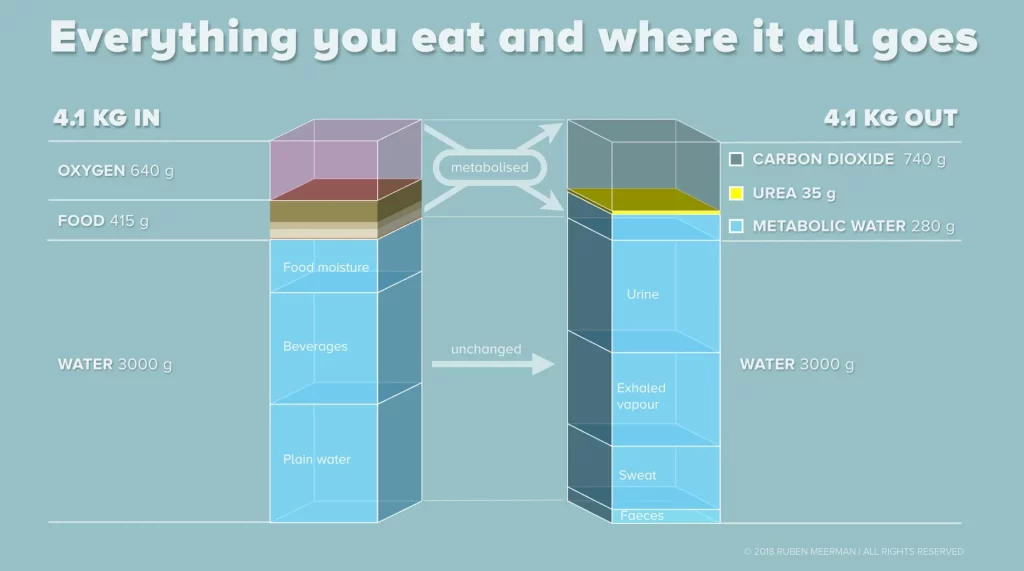در زمان کاهش وزن، چربی چگونه از بدن خارج می‌شود؟ – ITIRAN