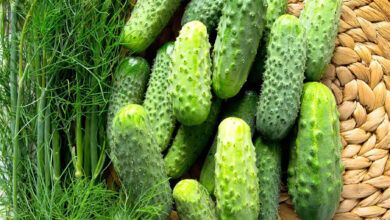 خرید بذر خیار