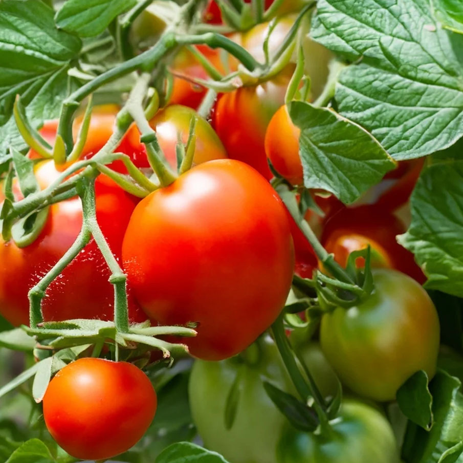 خرید بذر گوجه