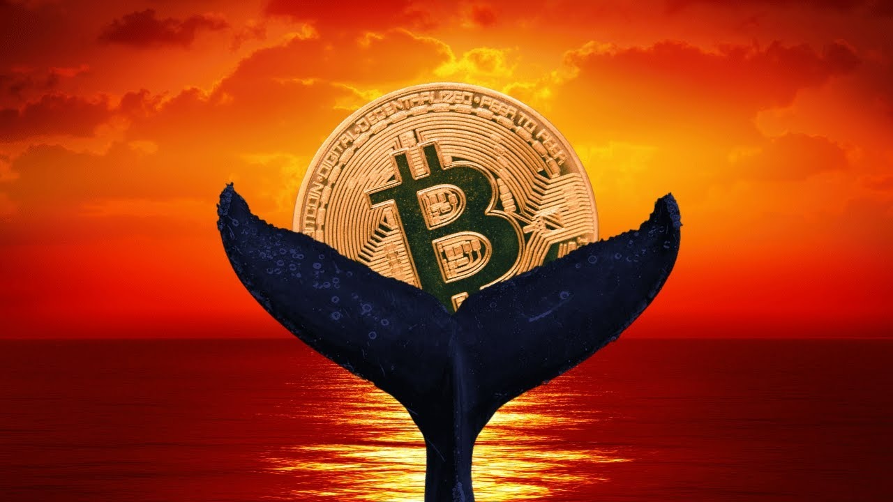 چطور مثل یک حرفه‌ای نهنگ‌ها را ردیابی کنیم؟